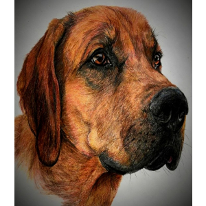 Pet Dog Handmade Colored Pencil Painting | paint my pet